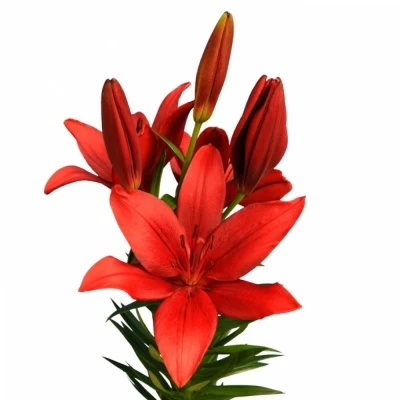 Lilie LA CORLEONE 90cm/5+