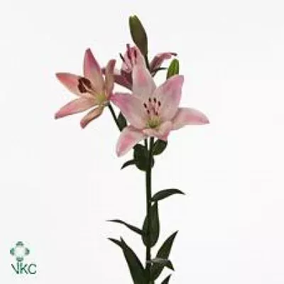 Lilie LA COUPLET 90cm/6+