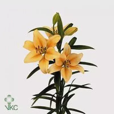 Lilie LA DONAU 85cm/3+