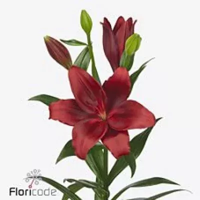 Lilie LA DYNAMIX 90cm/3+