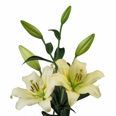 Lilie LA ERCOLANO 85cm/5+ SUPRA