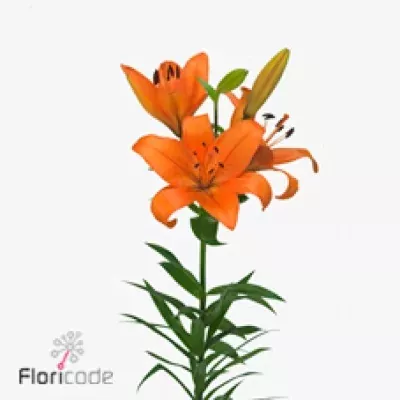 Lilie LA ESPRIT 85cm/5+