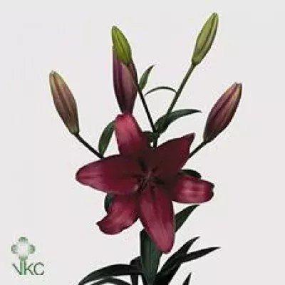 Lilie LA FANGIO 95cm/3+