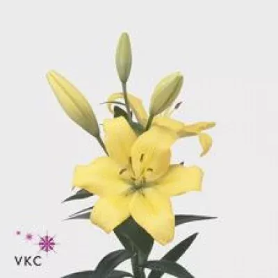 Lilie LA FREYA 90cm/3+