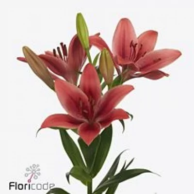 Lilie LA HARDROCK 95cm/4+