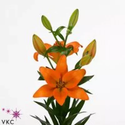 Lilie LA HYDE PARK 90cm/4+