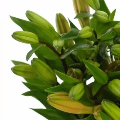 Lilie LA INDIAN DIAMOND