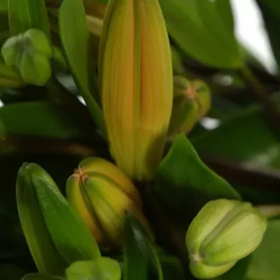 Lilie LA INDIAN DIAMOND