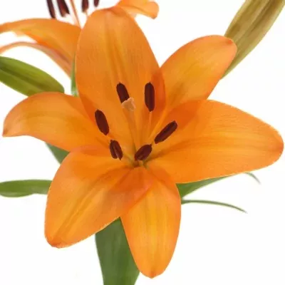 Lilie LA INDIAN DIAMOND 90cm/5+