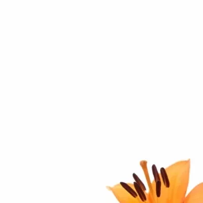 Lilie LA INDIAN DIAMOND