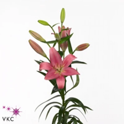 Lilie LA INDIAN SUMMERSET 85cm/4+