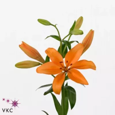 Lilie LA KALAHARI 85cm/3+