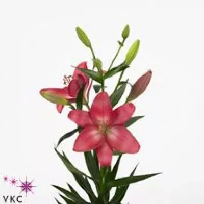 Lilie LA KOURES 85cm/3+