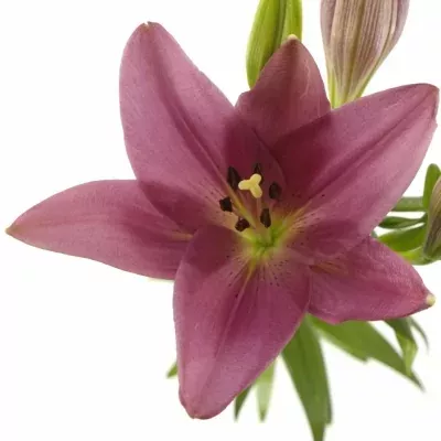 Lilie LA LADY LUCK 90cm/3+