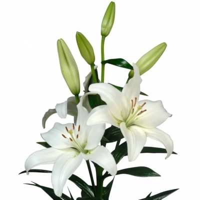 Lilie LA LITOUWEN 90cm/4+