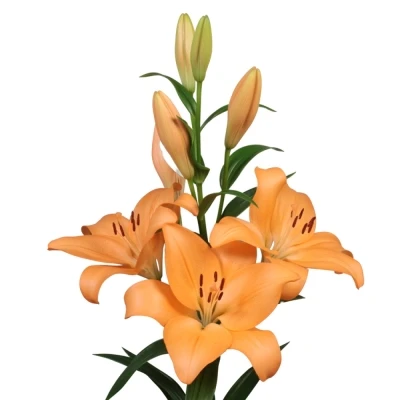 Lilie LA MENTON 90cm/4+