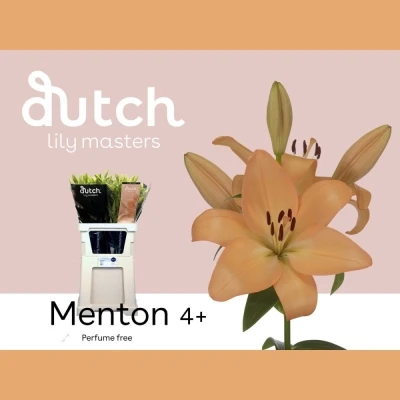 Lilie LA MENTON