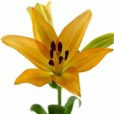 Lilie LA MILLBURN 85cm/3+