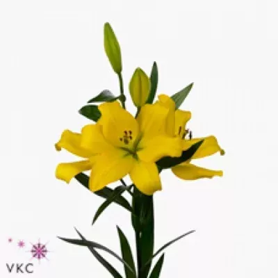 Lilie LA MINOU 95cm/3+