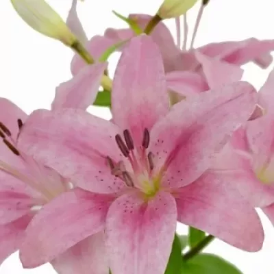 Lilie LA MON CHÉRIE 85cm/3+