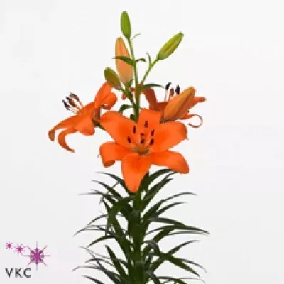 Lilie LA MONTEBELLO 90cm/4+