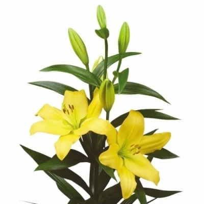 Lilie LA NASHVILLE 85cm/4+