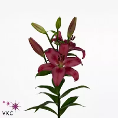 Lilie LA OPPORTUNITY 85cm/3+