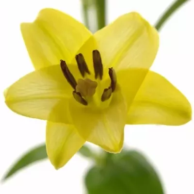 Lilie LA PAVIA 