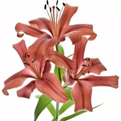 Lilie LA POKERFACE 85cm/3+