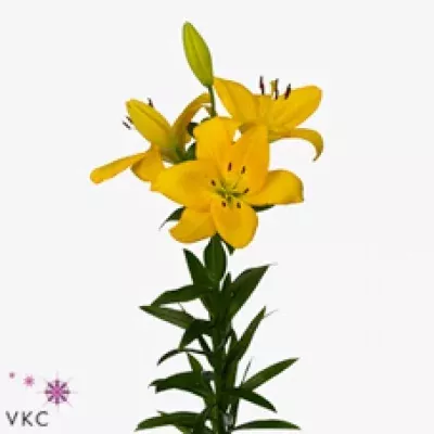 Lilie LA PRECIOSO 85cm/4+