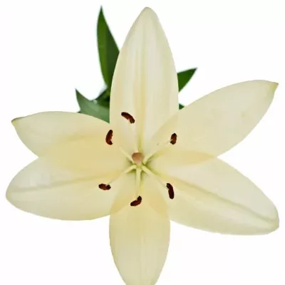 Lilie LA PROSECCO 95cm/4+