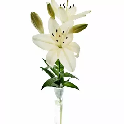 Lilie LA PROSECCO 95cm/3+