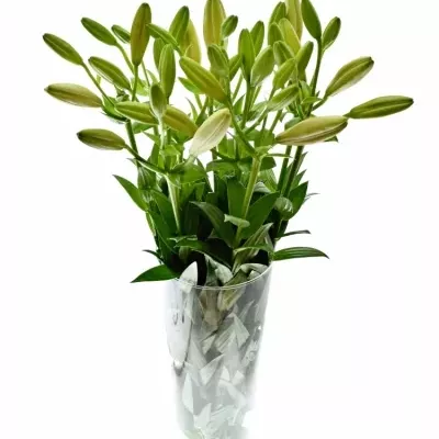Lilie LA PROSECCO 95cm/3+