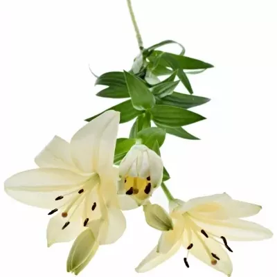 Lilie LA PROSECCO 95cm/3+