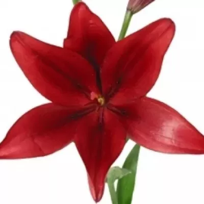 Lilie LA RED ALERT 75cm/4+