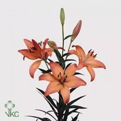 Lilie LA ROYAL SUNSET 95cm/5+