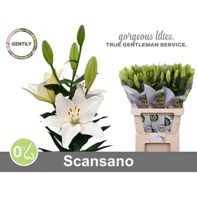 Ľalie LA SCANSANO 85 cm / 4+
