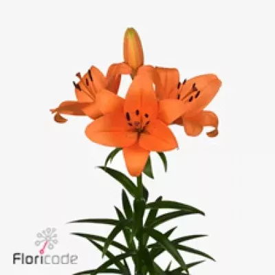 Lilie LA SOUTH POINT 85cm/4+