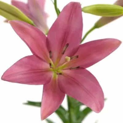 Lilie LA SULPICE 80cm/3+