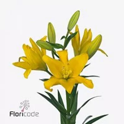 Lilie LA SUNDEW 95cm/5+