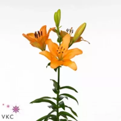 Lilie LA TALISKER 105cm/5+