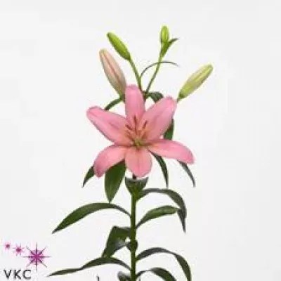 Lilie LA TERMOLI 100cm/3+