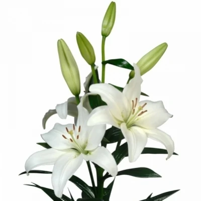 Lilie LA TREBBIANO 90cm/4+