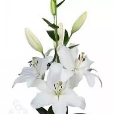 Lilie LA VIERNE 80cm/4+