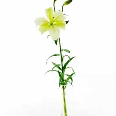 Lilie LA VIVENDI 80cm/3+