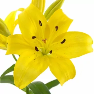 Lilium La Yellow Diamond