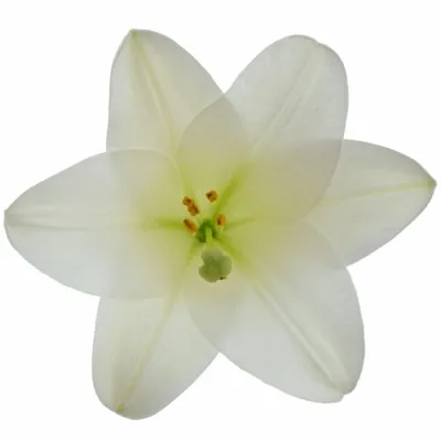 Lilie LF WATCH UP 100cm/3+