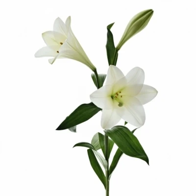 Lilie LF WATCH UP 85 cm / 2+