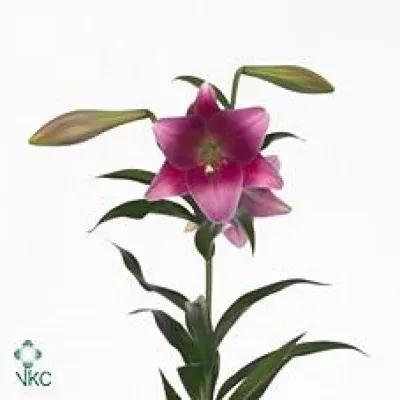 Lilie LO PINK HEAVEN