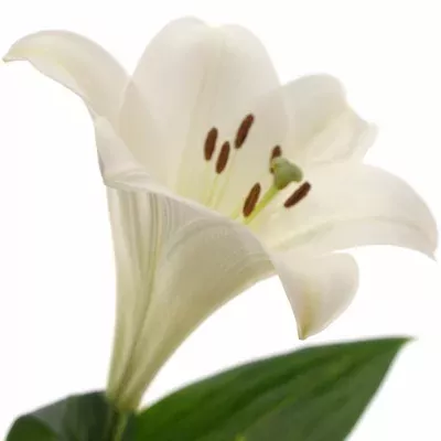 Lilie LO SELENE 110cm/2+